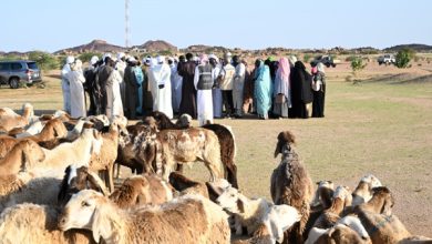الفريق الإنساني الإماراتي يوزع 200 رأس ماشية في أم جرس التشادية