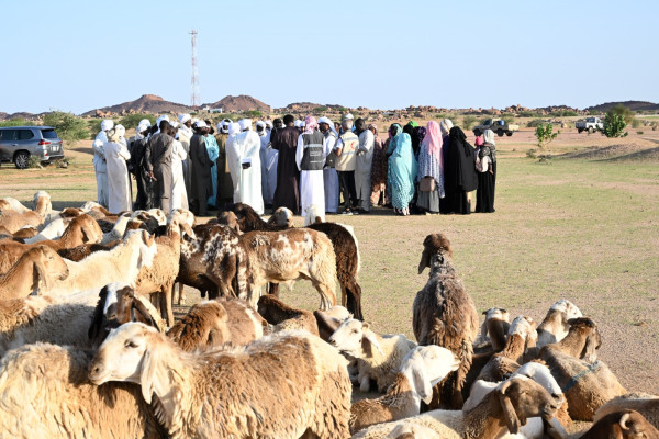 الفريق الإنساني الإماراتي يوزع 200 رأس ماشية في أم جرس التشادية