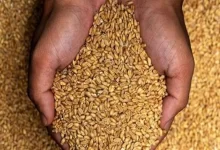 روسيا تواصل "الهيمنة" على تجارة القمح