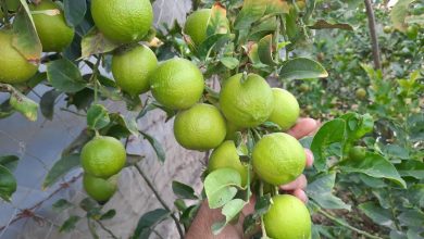 العثور على ليمونة عمرها 285 عامًا (صور)