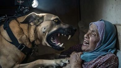 صورة من غزة تغزو مواقع التواصل: العجوز والكلب