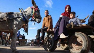 "أغلى من الذهب".. الحمير تصبح أداة أساسية للحياة اليومية في غزة