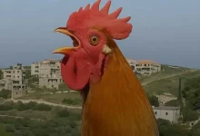 "كوكو كوكو" تحت الحظر.. منع الديوك من الصياح في بلدة لبنانية