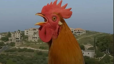 "كوكو كوكو" تحت الحظر.. منع الديوك من الصياح في بلدة لبنانية