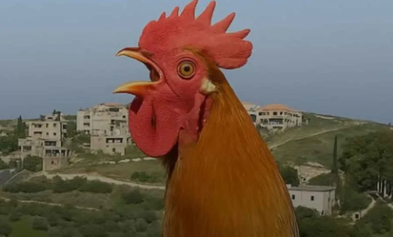 "كوكو كوكو" تحت الحظر.. منع الديوك من الصياح في بلدة لبنانية