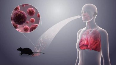 فيروس القوارض: ما نعرفه حتى الآن.. ومتى يدق ناقوس الخطر؟