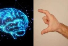 إبهام أطول يعني دماغ أكبر.. العلماء يكتشفون الرابط بين اليد والذكاء