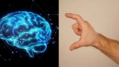 إبهام أطول يعني دماغ أكبر.. العلماء يكتشفون الرابط بين اليد والذكاء