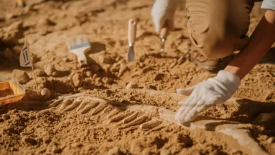 اكتشاف مذهل.. ديناصور نادر عُثر بين فكيه على بقايا تمساح
