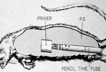 حين ابتكرت بريطانيا اللامتوقع.. فئران مفخخة وأدوات قتل غريبة في الحرب العالمية