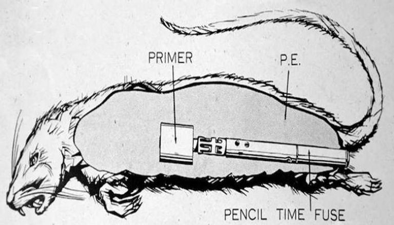حين ابتكرت بريطانيا اللامتوقع.. فئران مفخخة وأدوات قتل غريبة في الحرب العالمية