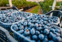 التوت الأزرق.. فاكهة صغيرة بفوائد صحية كبيرة