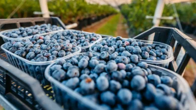 التوت الأزرق.. فاكهة صغيرة بفوائد صحية كبيرة