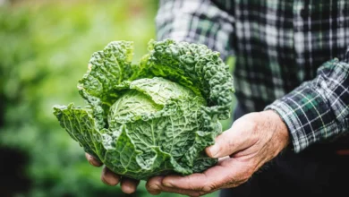 الملفوف يسيطر على الإنترنت: قصة ترند كابيجكور في 2026