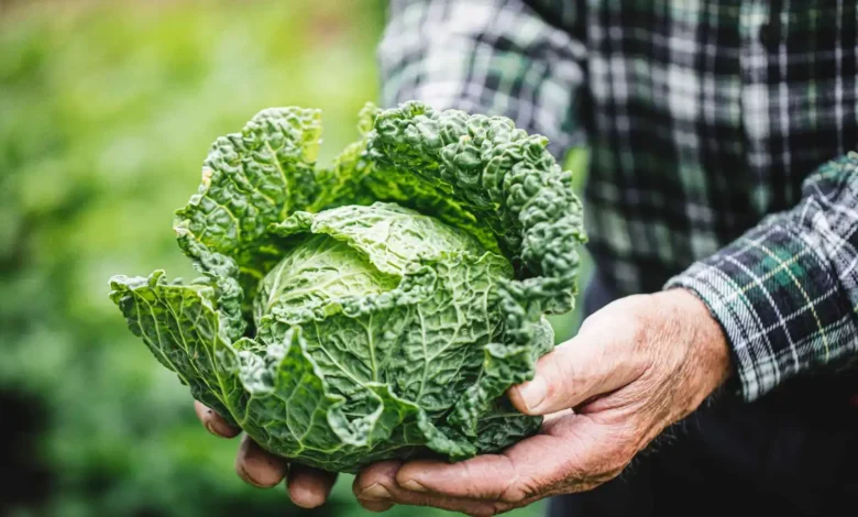 الملفوف يسيطر على الإنترنت: قصة ترند كابيجكور في 2026