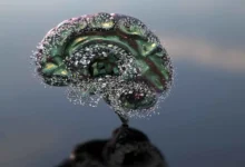 تأثير الجفاف على الدماغ: لماذا يكفي نقص الماء بسيط لتعطيل وظائفك؟