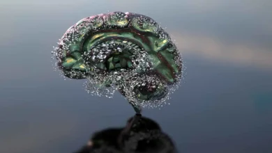 تأثير الجفاف على الدماغ: لماذا يكفي نقص الماء بسيط لتعطيل وظائفك؟