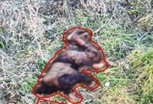 إنذارات وإخلاء.. المواجهة تشتد في الجنوب اللبنانير