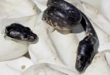 صغار الثعابين: مهارات الصيد الفطرية دون أي تدريب من الوالدين