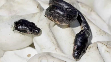 صغار الثعابين: مهارات الصيد الفطرية دون أي تدريب من الوالدين