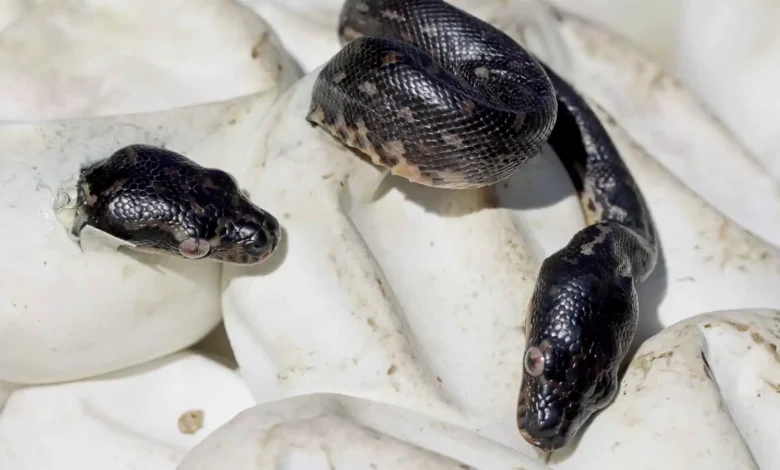 صغار الثعابين: مهارات الصيد الفطرية دون أي تدريب من الوالدين