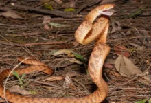 لغز علمي.. سر قدرة الثعابين على الوقوف عموديًا