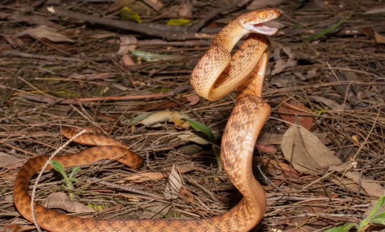 لغز علمي.. سر قدرة الثعابين على الوقوف عموديًا