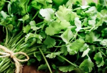 فوائد صحية مذهلة لأعشاب يومية في مكافحة السرطان وأمراض القلب