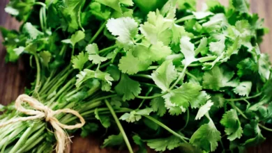 فوائد صحية مذهلة لأعشاب يومية في مكافحة السرطان وأمراض القلب