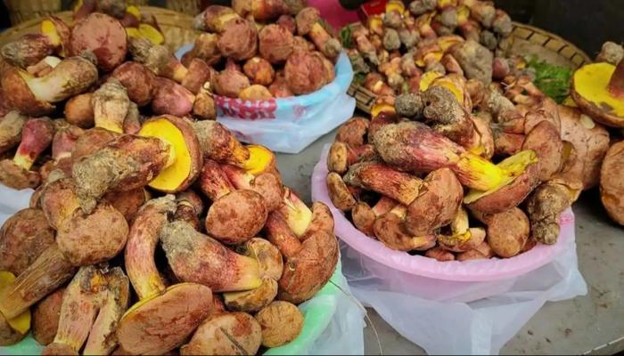 يرى «أقزامًا» بعد تناوله.. فطر غامض يسبب هلوسات لثلاثة أيام