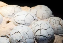 داخل بيضة ديناصور.. علماء يعثرون على بلورات بدلًا من العظام