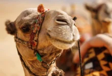 بعد إثارة الجدل.. ماذا يقول العلم عن علاج السرطان بمستخلص بول الإبل؟