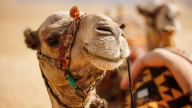 بعد إثارة الجدل.. ماذا يقول العلم عن علاج السرطان بمستخلص بول الإبل؟