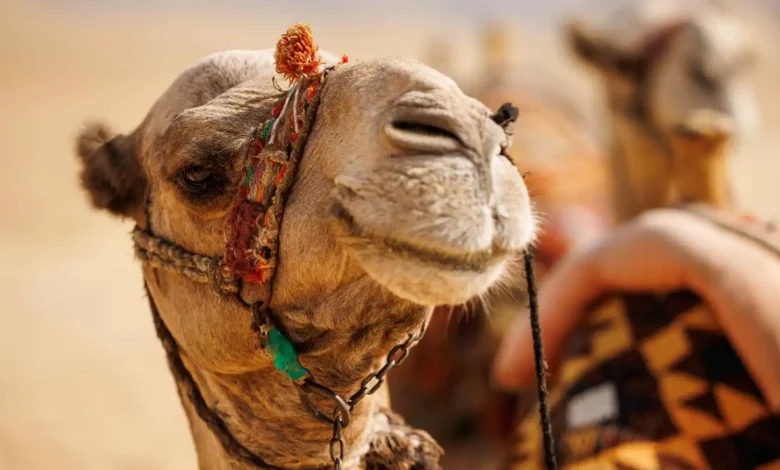 بعد إثارة الجدل.. ماذا يقول العلم عن علاج السرطان بمستخلص بول الإبل؟